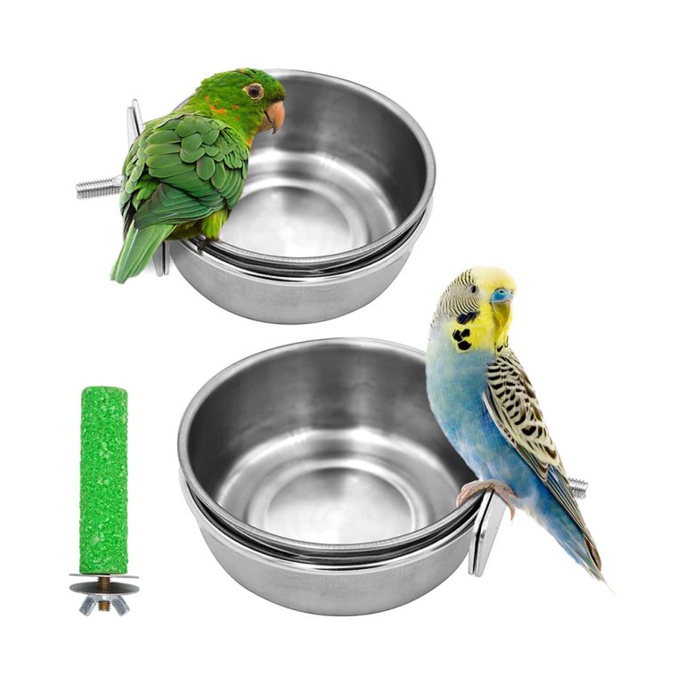 Food Bowls Bird Boarding Bird Sitting Toronto