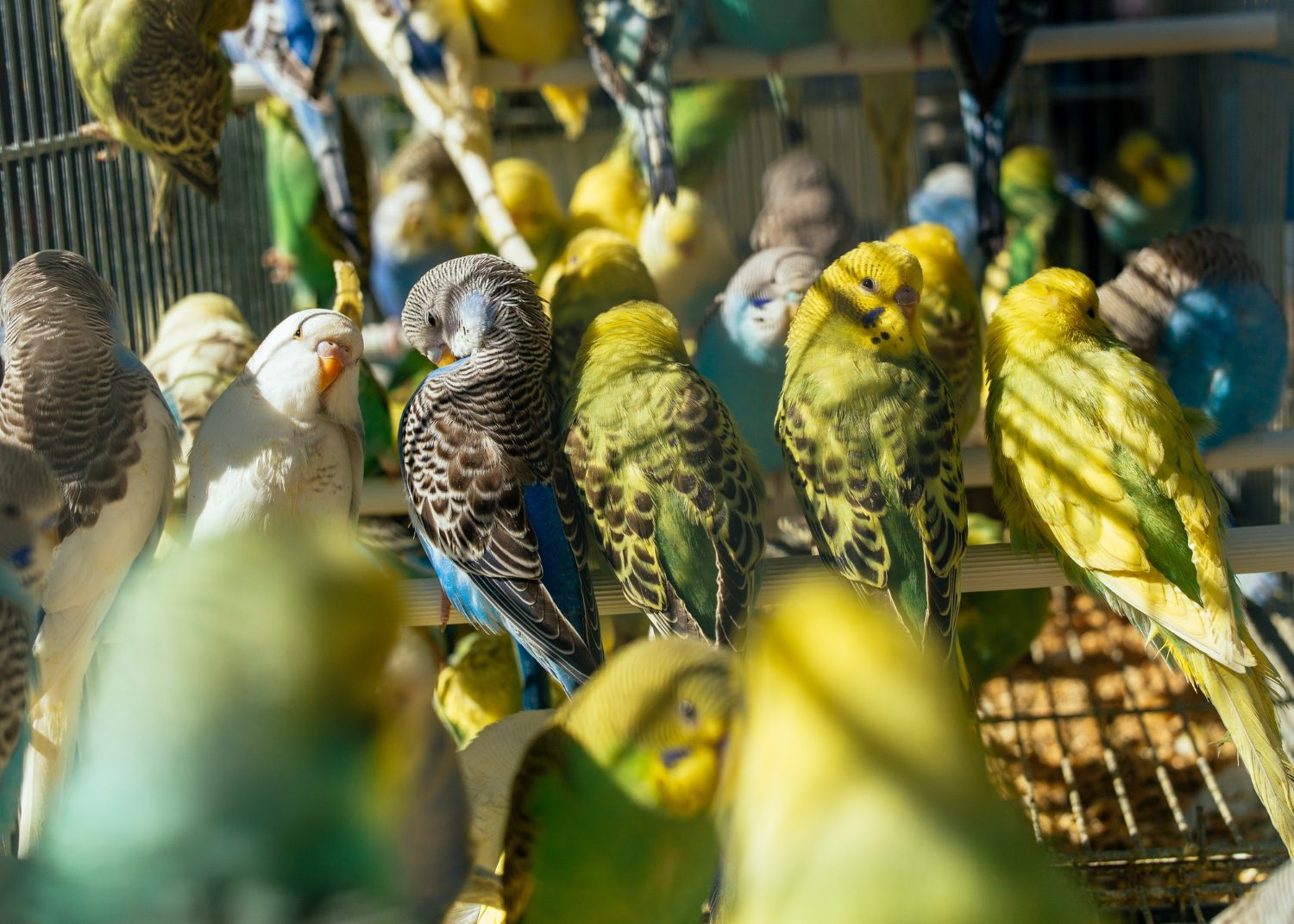 Trusted Bird Boarding in Mississauga