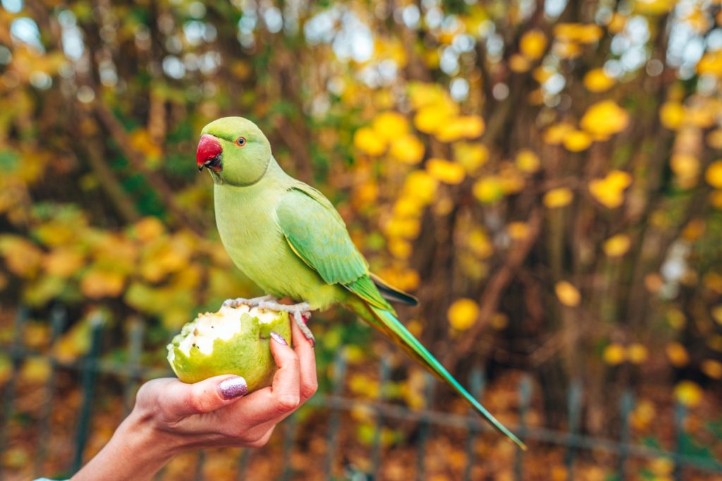 Conure Sitting in Mississauga
