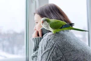 pet sitter toronto