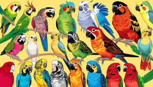 Conure Bird Types