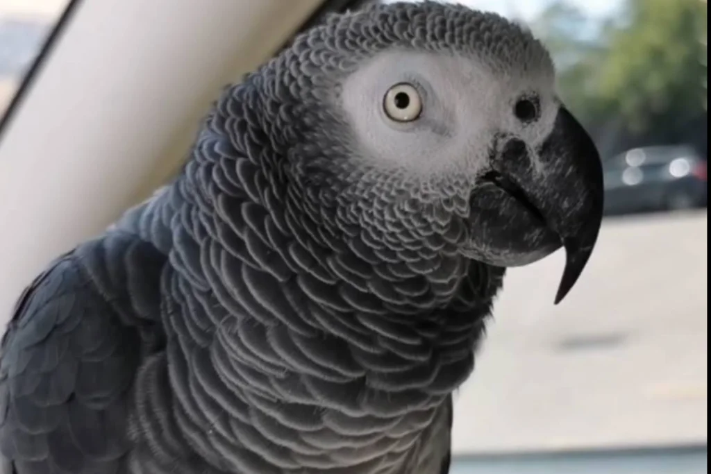 parrot vet