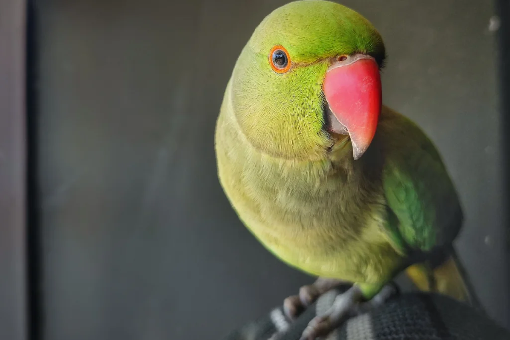 indian ringneck Bst