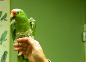 Animal Hospital Of High Park Toronto
