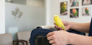 bird hospital near me