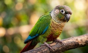 small conure parrot colorful close up friendly bird