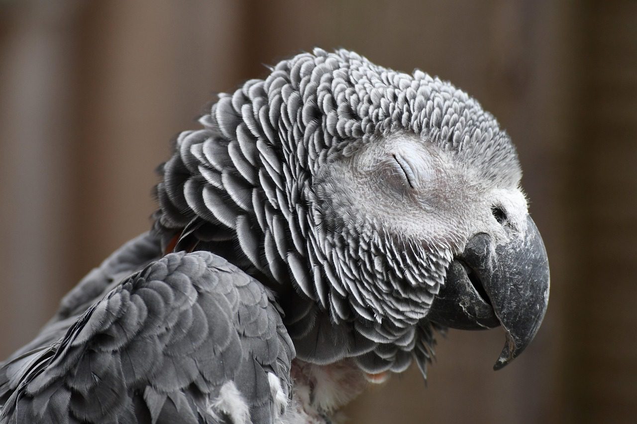 An African grey. Species commonly kept in Canada are not all treated alike at the US border.