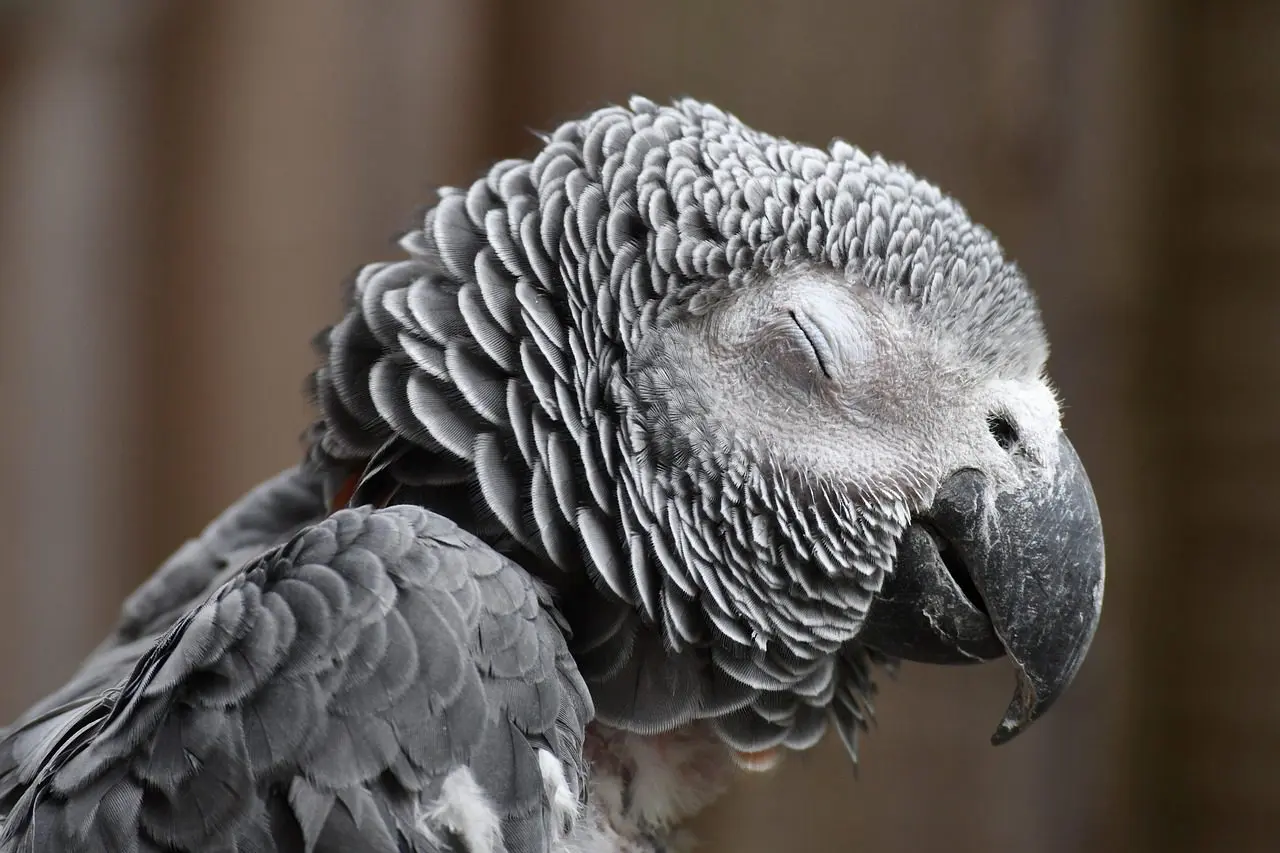 An African grey. Species commonly kept in Canada are not all treated alike at the US border.