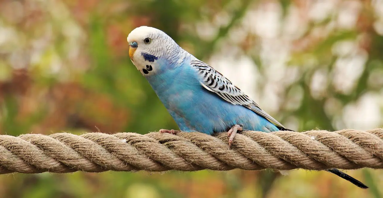 A budgerigar, one of the species named on the US approved list at 50 CFR 15.33(a).