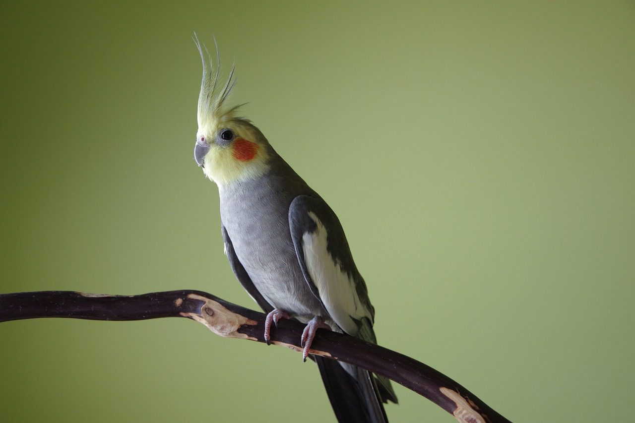 A cockatiel perched on a hand. Cockatiels are one of the most commonly kept pet parrots in Canada.