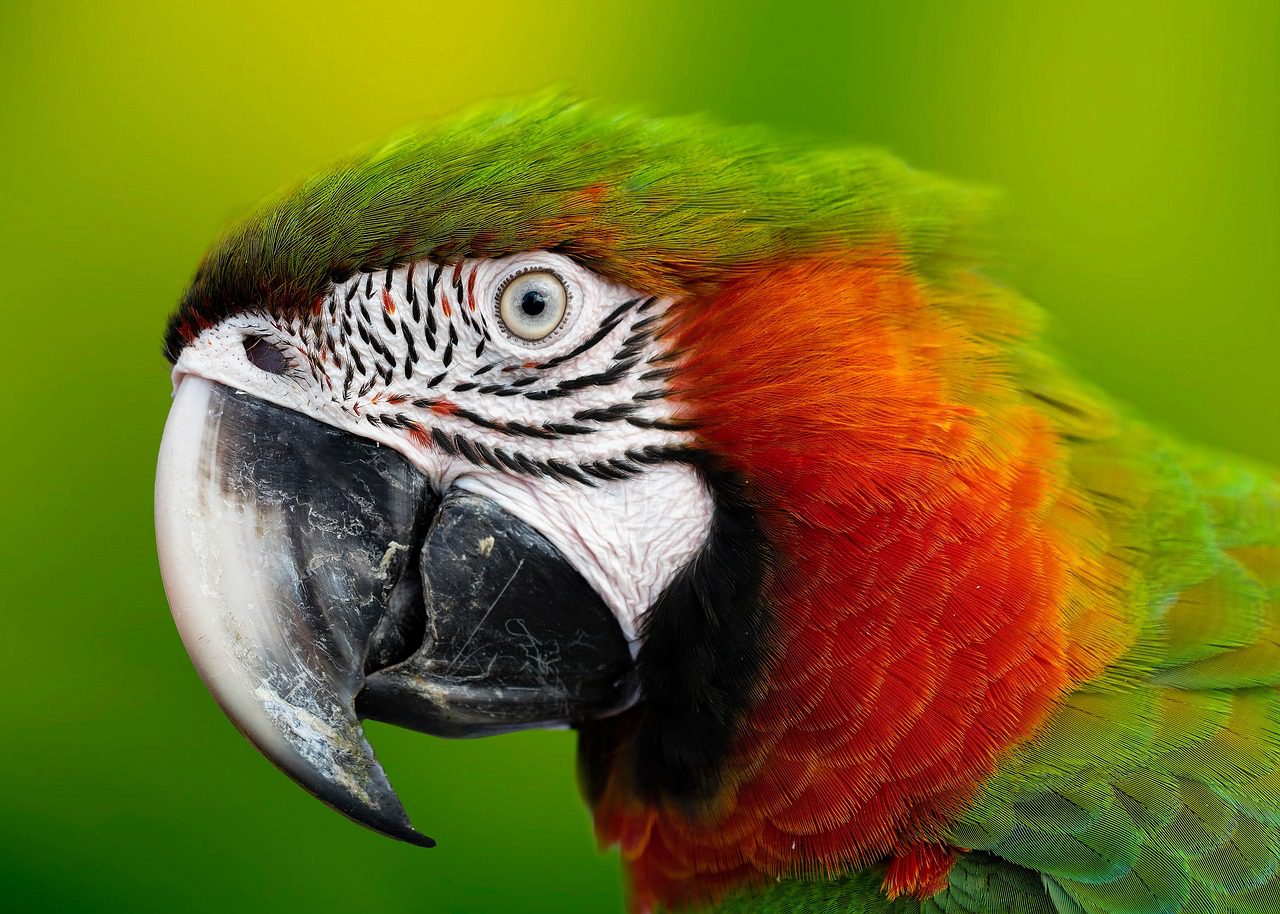 Close-up of a macaw. Most macaw species are CITES-listed and need permits to cross an international border.