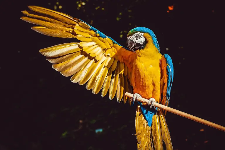A pet parrot. Illustration for: Proving Your Bird Is Captive-Bred (And What to Do With No Paperwork).