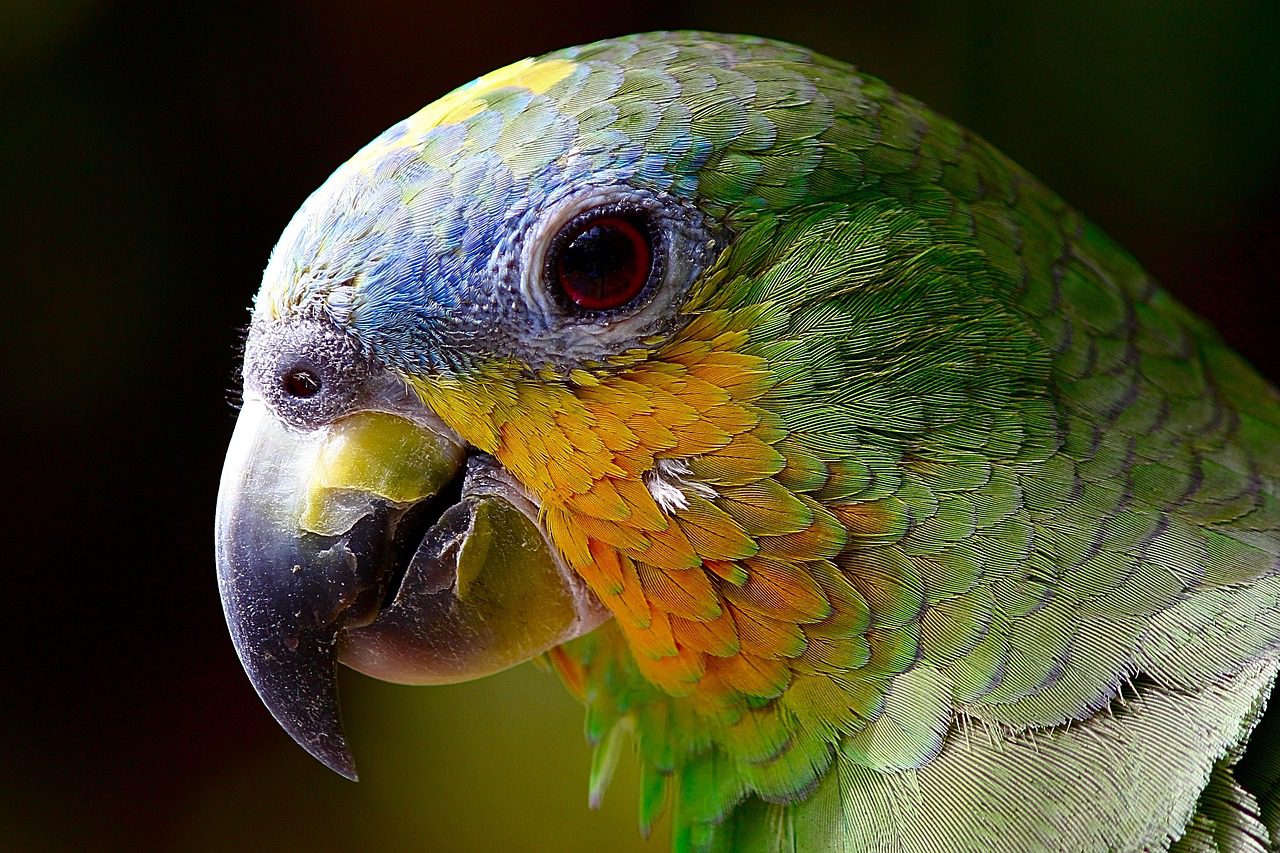 A parrot in a travel carrier, ready for transport.