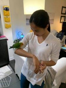 Bird Sitting Toronto