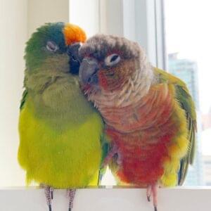Conures Cuddling
