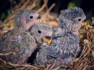 hatchlings of lovebird