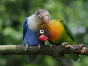 Love-birds
