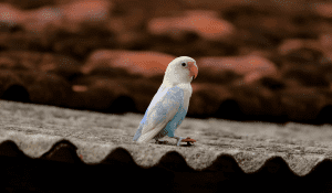 Helping Your Lovebird Cope