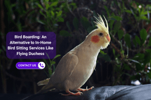 Cockatiel bird sitting