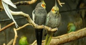 Cockatiel Wing Clipping - OP