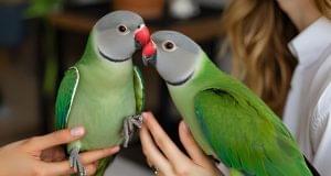 Best Bird Sitter - OP