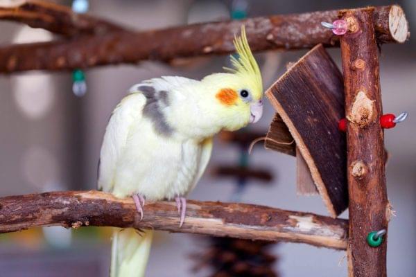 cockatiel parrot