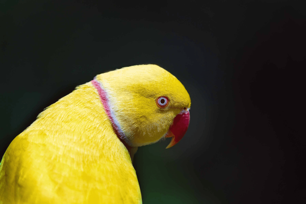 indian ringneck toronto Bst