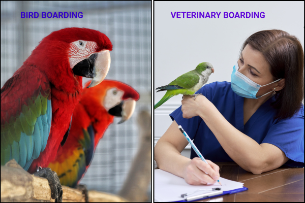Bird Boarding vs. Veterinary Boarding