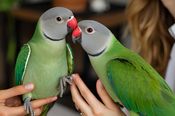 Best Bird Sitter - OP