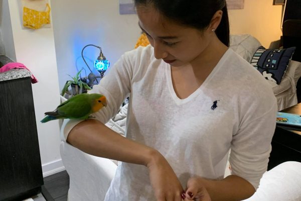 Bird Sitting Toronto