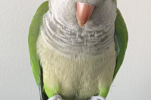 conure bird