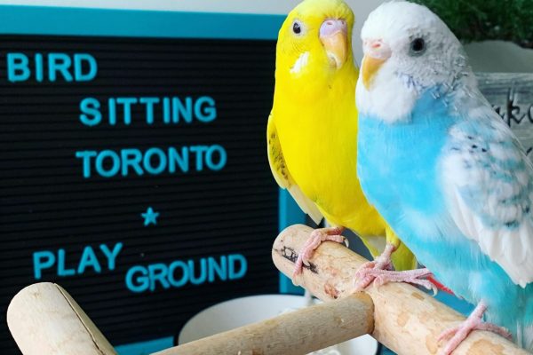 Bird sitting toronto