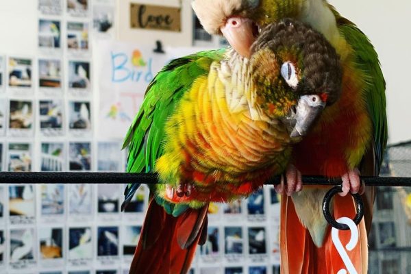 Bird Boarding Toronto