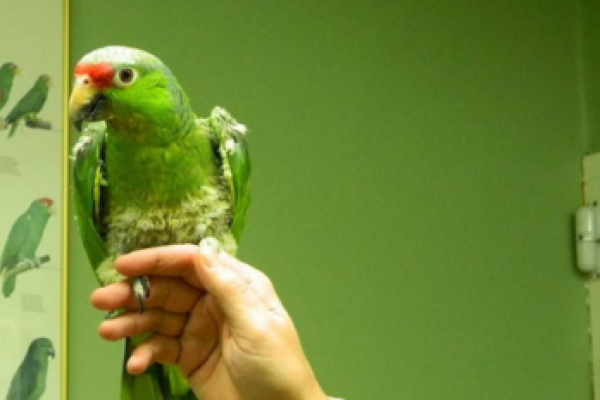 Animal Hospital Of High Park Toronto