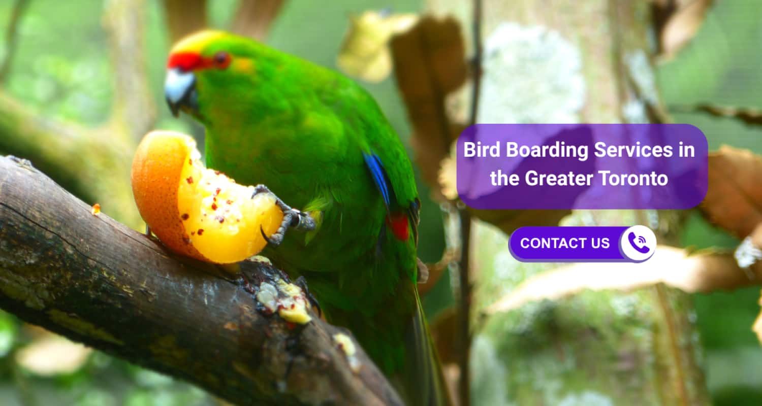 BIRD-BOARDING-services – OP BIRD-BOARDING-services - OP
