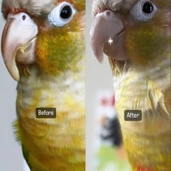 beak before vs after
