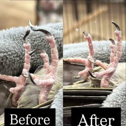 nail before vs after