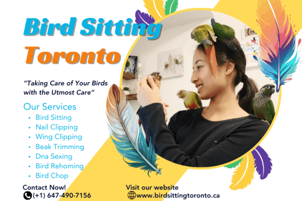 Bird sitting toronto price