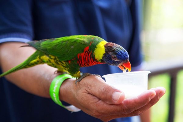 Professional Bird Sitting in Toronto