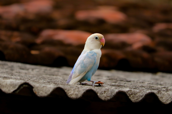 Helping Your Lovebird Cope