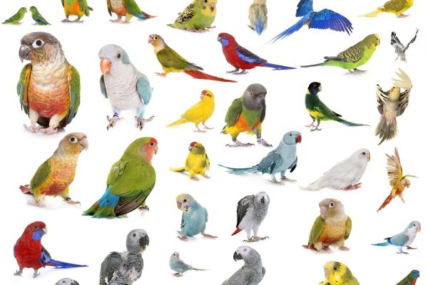 How Long Do Parrots Live