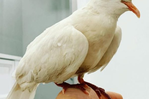 Bird Boarding Toronto
