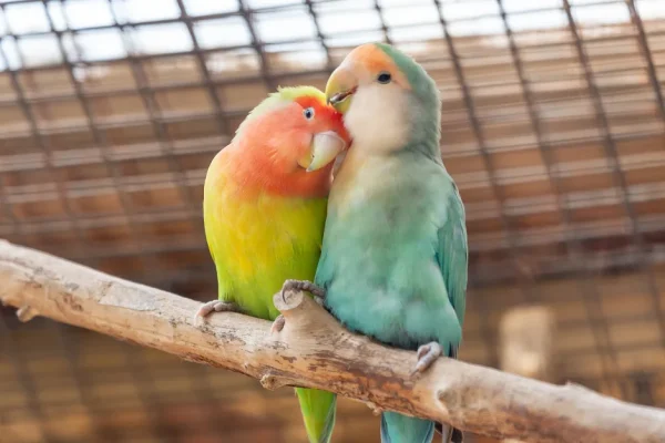 Love-birds