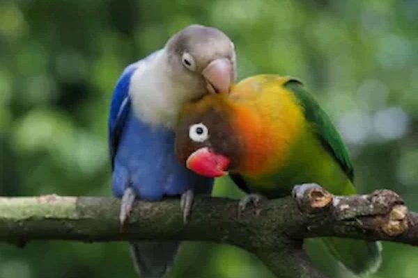Love-birds