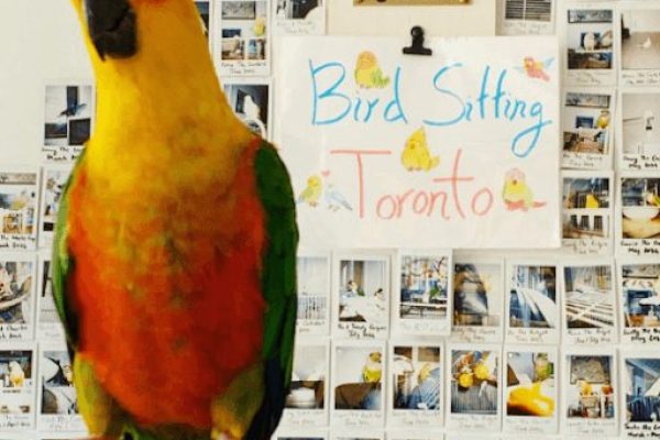Avian Boarding in Toronto