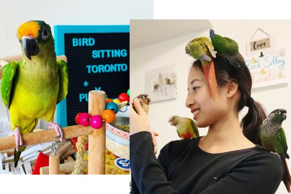 bird Sitting toronto pricing