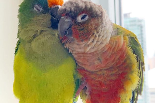 Conures Cuddling