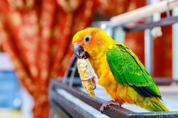 beautiful colorful sun conure