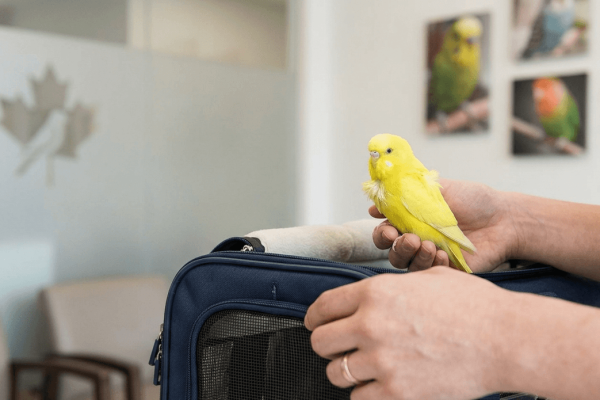 bird hospital near me