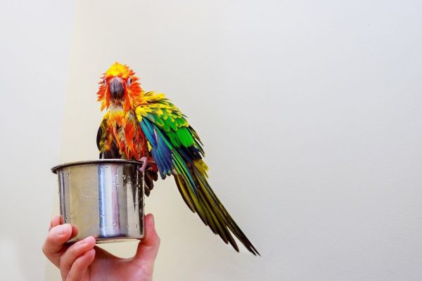 bird parrot sitting splashing